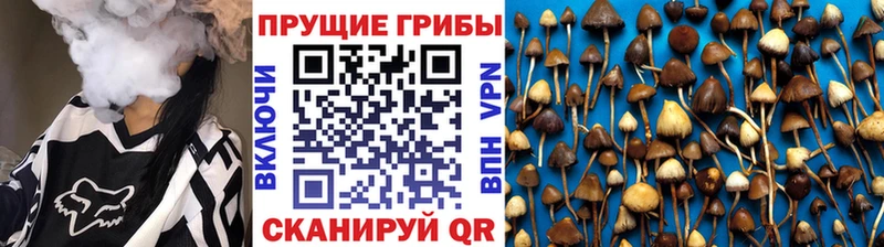 дарнет шоп  Апатиты  Псилоцибиновые грибы MAGIC MUSHROOMS 